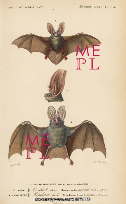 : Brown long-eared bat, Plecotus auritus, and : Brown long-eared bat, Plecotus auritus, and