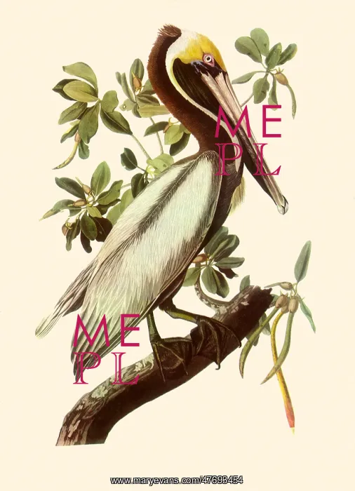 : Brown Pelican, Pelecanus occidentalis : Brown Pelican, Pelecanus occidentalis