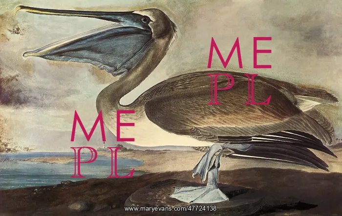 : Brown Pelican, Pelecanus occidentalis : Brown Pelican, Pelecanus occidentalis