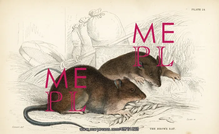 : Brown rat, Rattus norvegicus : Brown rat, Rattus norvegicus