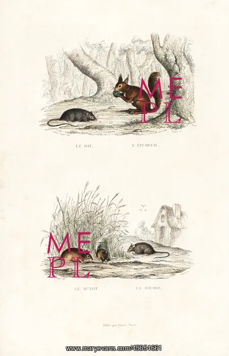 : Brown rat, red squirrel, and wood mouse : Brown rat, red squirrel, and wood mouse