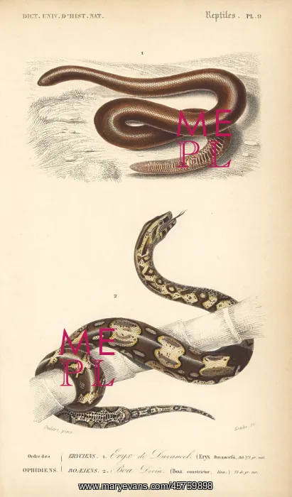 : Brown sand boa and boa constrictor : Brown sand boa and boa constrictor