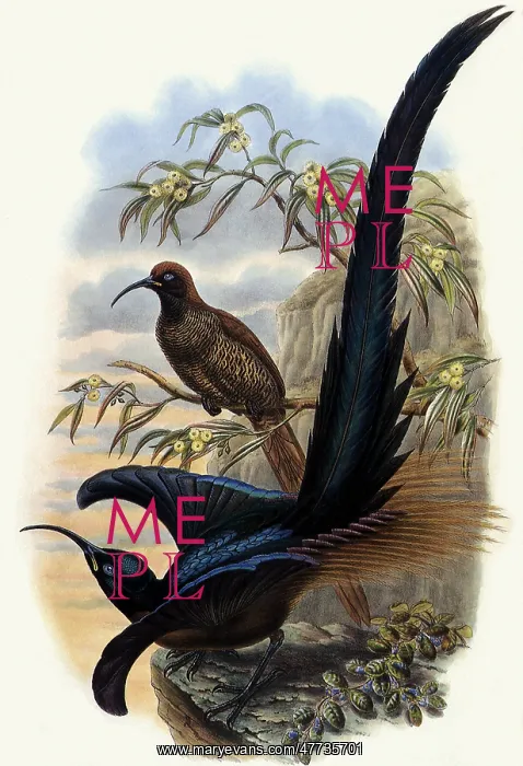  : Brown Sicklebills, Epimachus meyeri