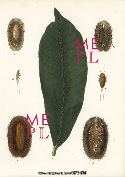 : Brown soft scale, Coccus hesperidum, on a leaf : Brown soft scale, Coccus hesperidum, on a leaf
