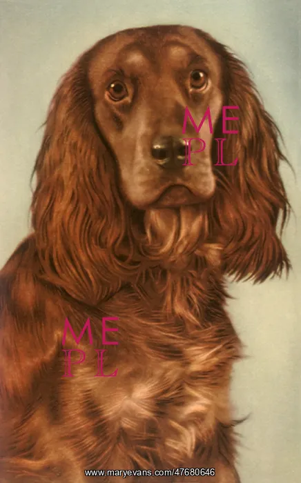  : Brown Spaniel