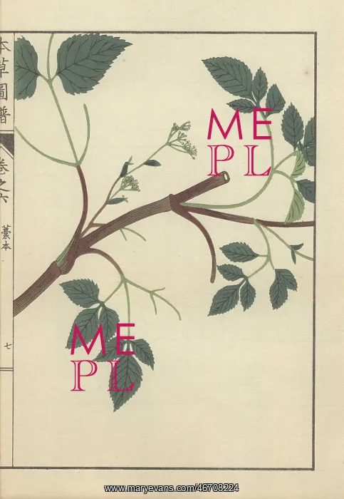 : Brown stem with several leafy stalks and tiny : Brown stem with several leafy stalks and tiny