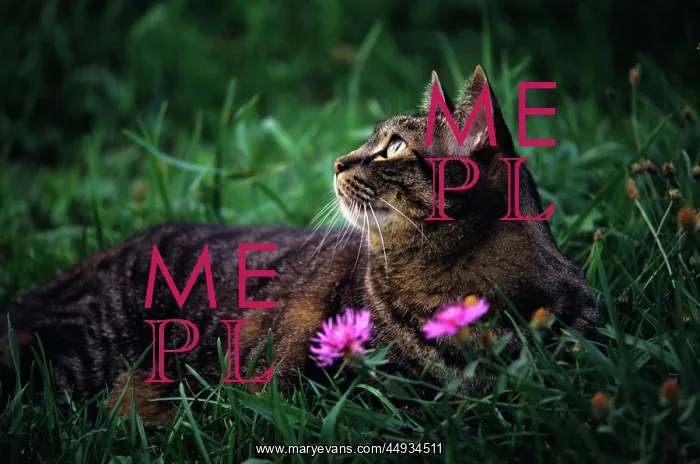  : Brown Tabby Cat Lying in the Grass looking up