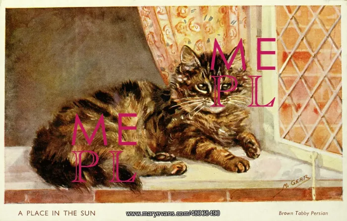  : Brown tabby Persian cat