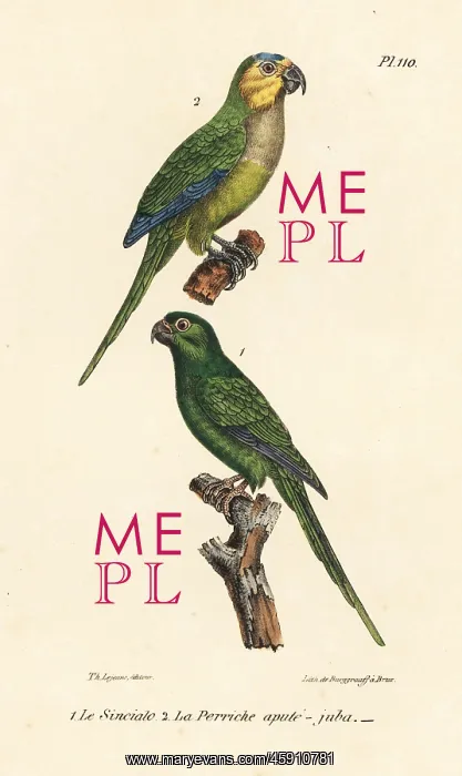 : Brown-throated parakeet and long-tailed green : Brown-throated parakeet and long-tailed green