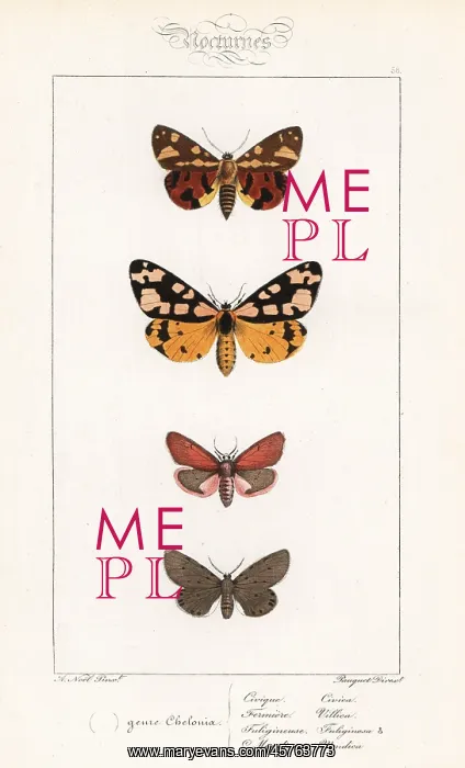 : Brown tiger moth, cream-spot tiger, ruby tiger : Brown tiger moth, cream-spot tiger, ruby tiger