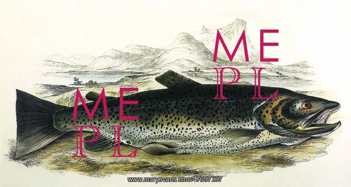  : Brown Trout