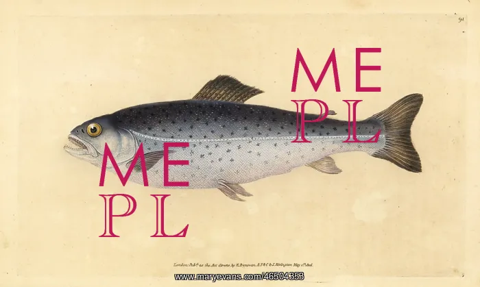  : Brown trout, Salmo trutta