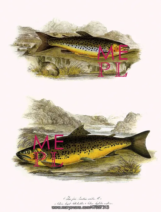  : Brown Trout Varieties