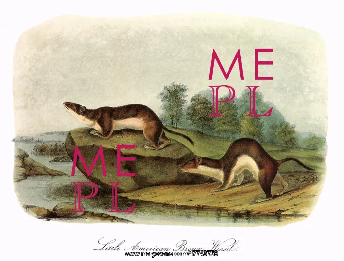 : Brown Weasels : Brown Weasels