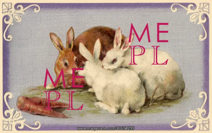  : Brown and White Rabbits