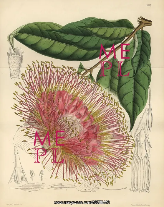 : Brownea macrophylla, small tree native to New Grenada : Brownea macrophylla, small tree native to New Grenada