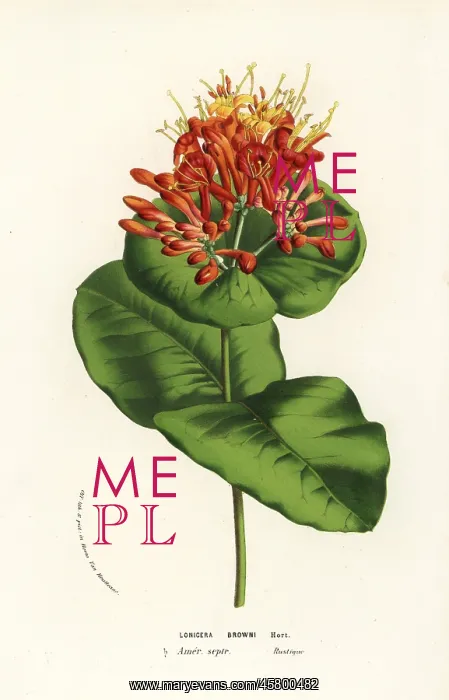 : Brown's honeysuckle, Lonicera brownii : Brown's honeysuckle, Lonicera brownii