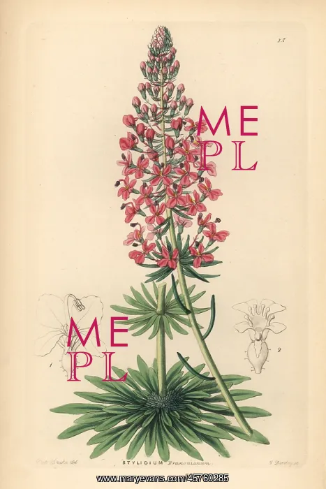 : Brown's stylewort, Stylidium brunonianum : Brown's stylewort, Stylidium brunonianum