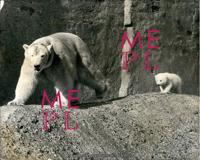 : Brumas the bear cub : Brumas the bear cub