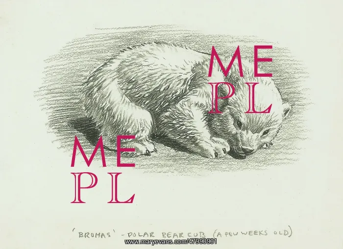 : Brumas Polar Bear : Brumas Polar Bear