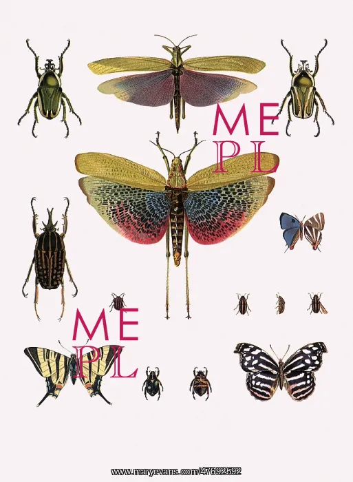: Brunner's Phymaetus and Others : Brunner's Phymaetus and Others