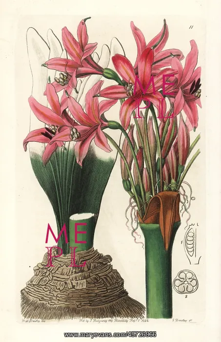 : Brunsvigia grandiflora : Brunsvigia grandiflora
