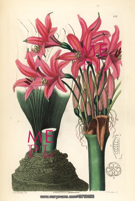 : Brunsvigia grandiflora : Brunsvigia grandiflora