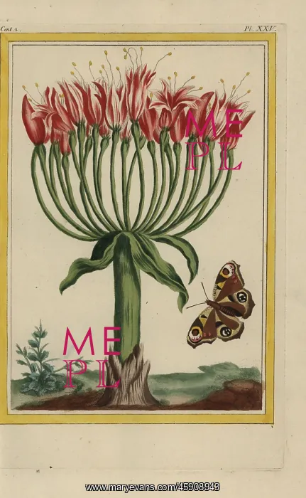 : Brunswick lily or chandelier flower, Brunsvigia multiflora : Brunswick lily or chandelier flower, Brunsvigia multiflora