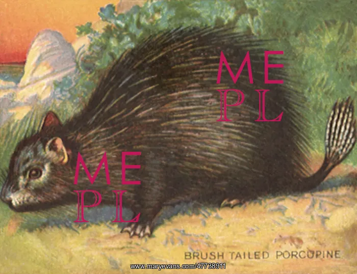  : Brush Tailed Porcupine