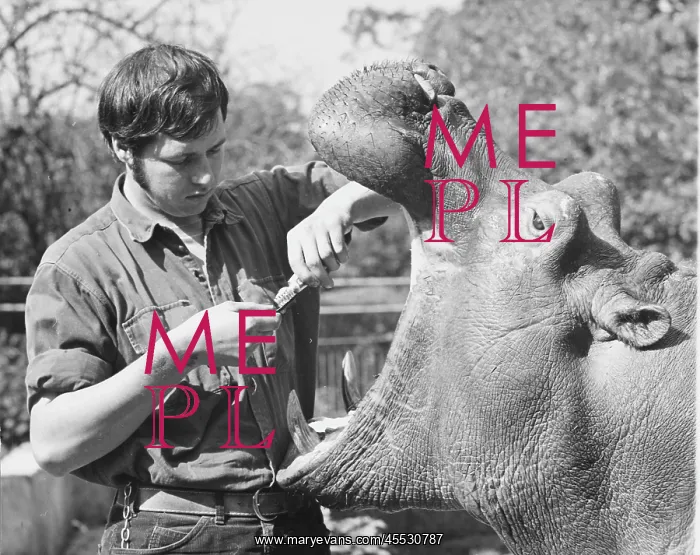 : Brushing a hippo's teeth : Brushing a hippo's teeth