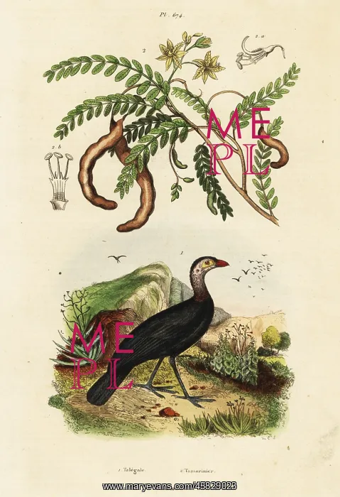 : Brushturkey and tamarind : Brushturkey and tamarind