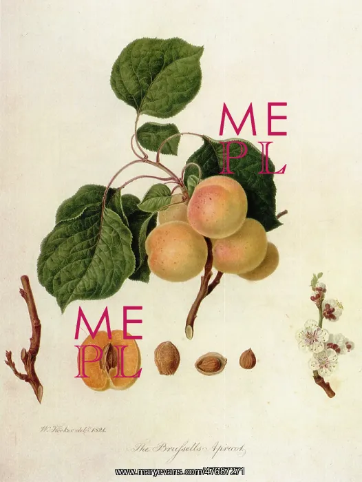 : Brussels Apricots