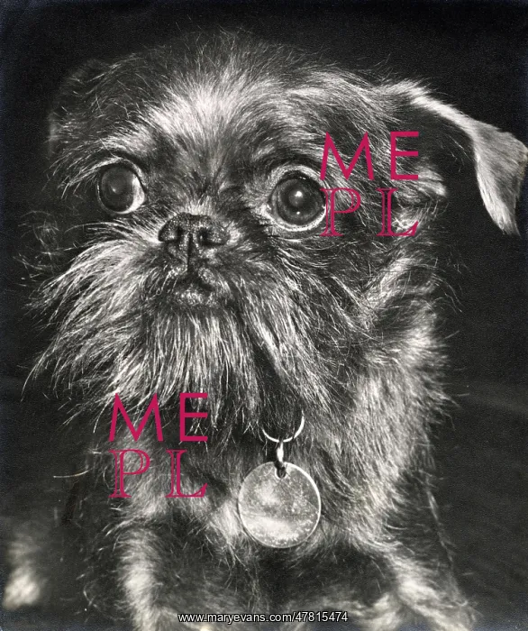  : Brussels Griffon dog looking serious