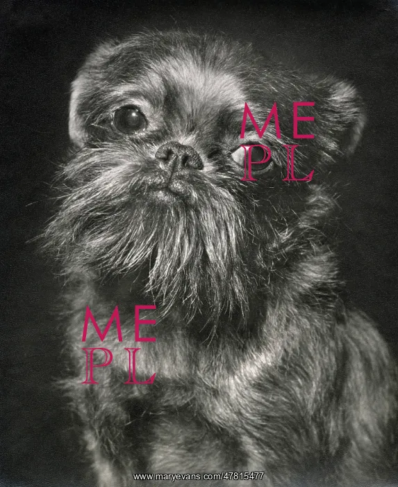  : Brussels Griffon dog looking sad