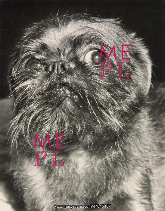  : Brussels Griffon dog looking thoughtful