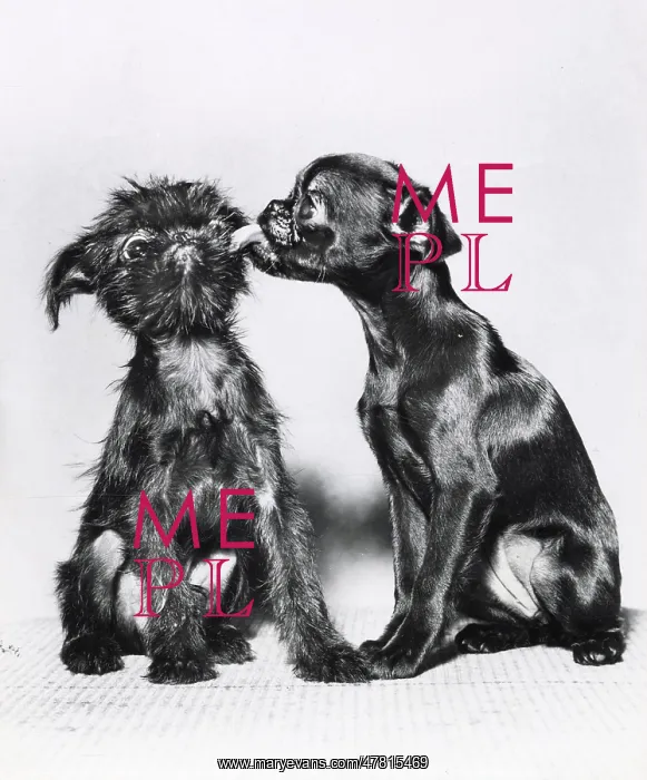 : Two Brussels Griffon puppies : Two Brussels Griffon puppies
