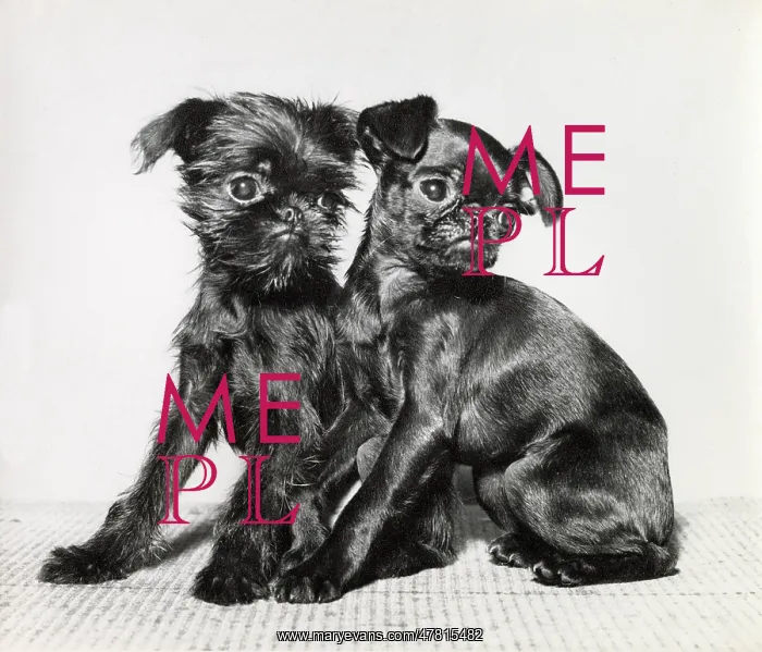  : Two Brussels Griffon puppies