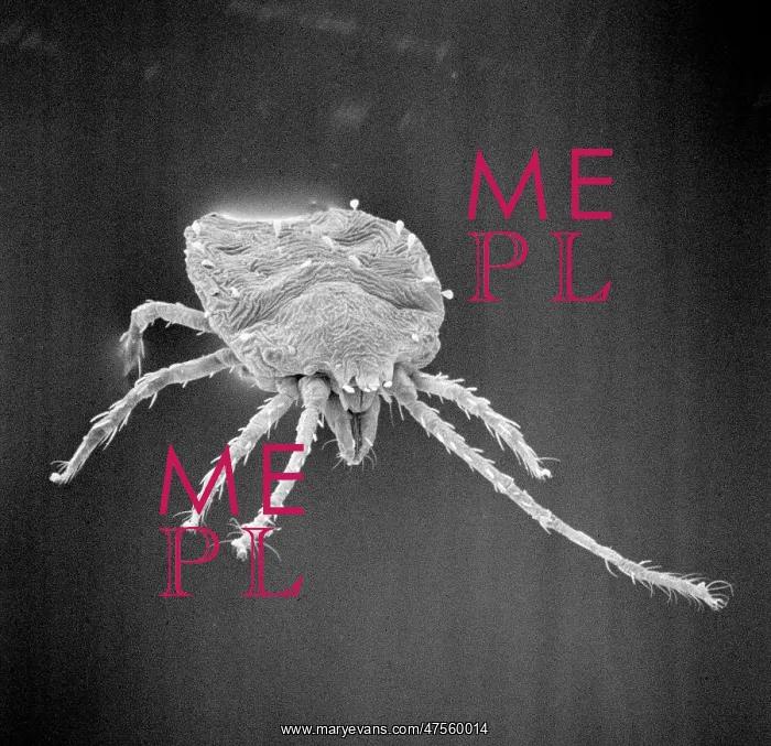 : Bryobia praetiosa, clover mite : Bryobia praetiosa, clover mite