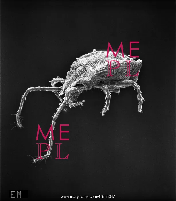 : Bryobia praetiosa, clover mite : Bryobia praetiosa, clover mite