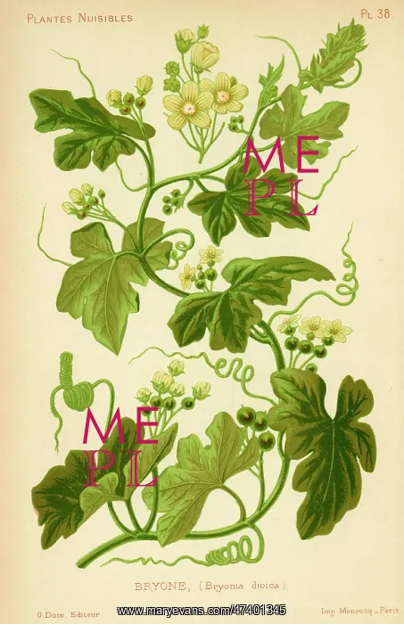  : BRYONIA DIOICA