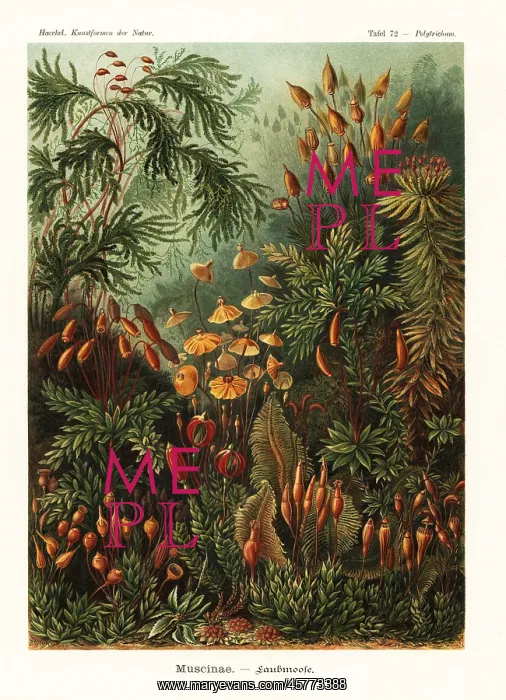 : Bryophyta mosses : Bryophyta mosses