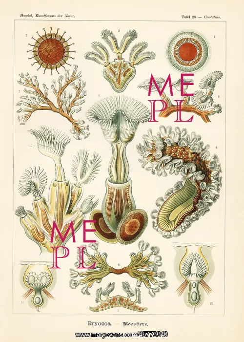 : Bryozoa moss animals : Bryozoa moss animals