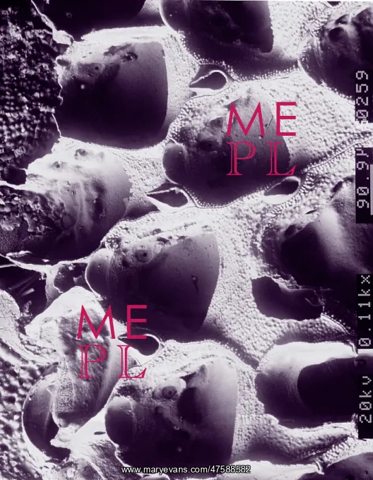 : A bryozoan colony : A bryozoan colony