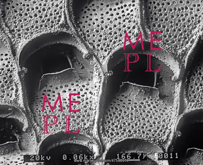 : A bryozoan colony : A bryozoan colony
