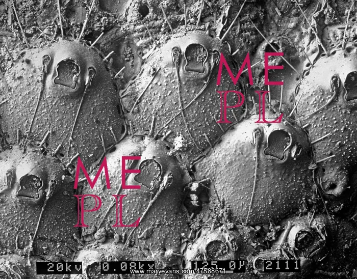 : A bryozoan colony : A bryozoan colony