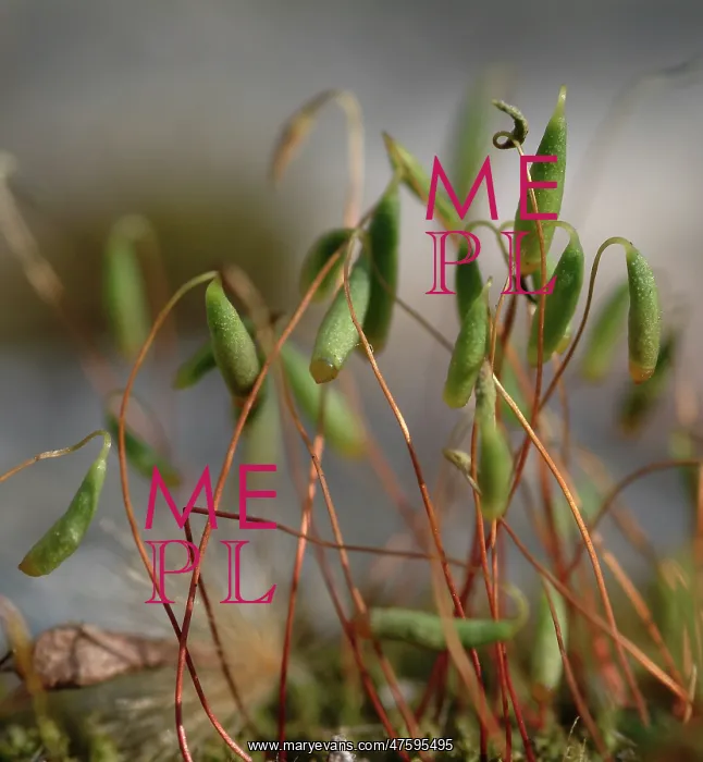 : Bryum capillare, bryum moss : Bryum capillare, bryum moss