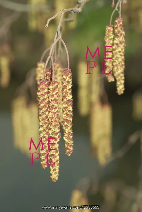 : Bryum capillare, bryum mosses : Bryum capillare, bryum mosses