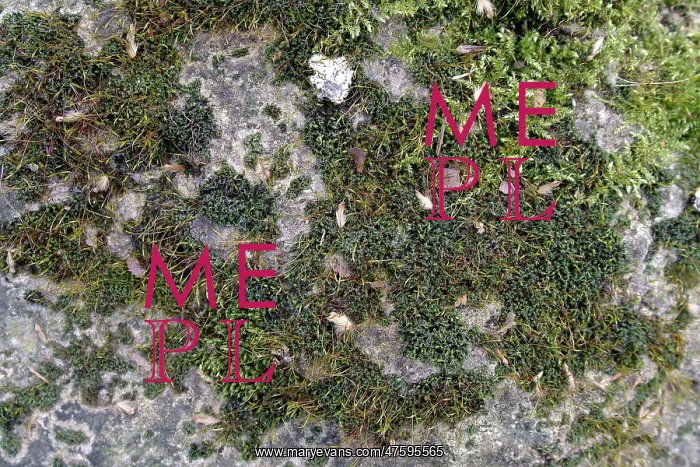 : Bryum capillare, bryum mosses : Bryum capillare, bryum mosses