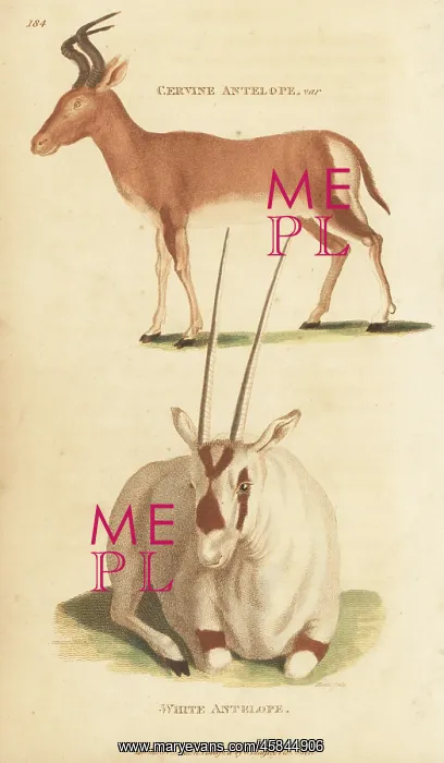 : Bubal hartebeest (extinct) and white oryx : Bubal hartebeest (extinct) and white oryx