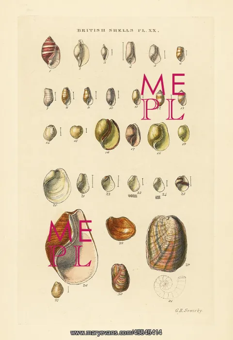 : Bubble snails and sea snail varieties, Cylichna, Bulla, etc : Bubble snails and sea snail varieties, Cylichna, Bulla, etc